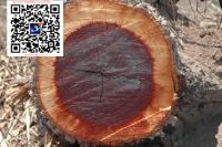 澳洲卡里木 桃花心木卡里木材一手货源批发商