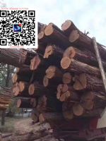 澳大利亚红铁木 铁力木红橡木 铁木原木出诚征代理商